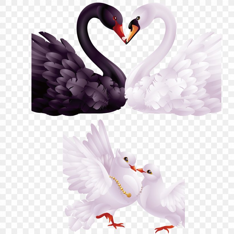 Black Swan Clip Art, PNG, 1667x1667px, Black Swan, Beak, Bird, Cygnini, Display Resolution Download Free