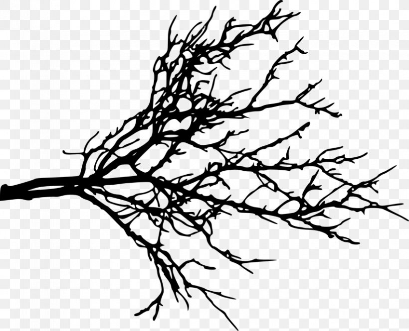 Branch Clip Art Tree Twig, PNG, 850x690px, Branch, American Larch, Blackandwhite, Botany, Coloring Book Download Free