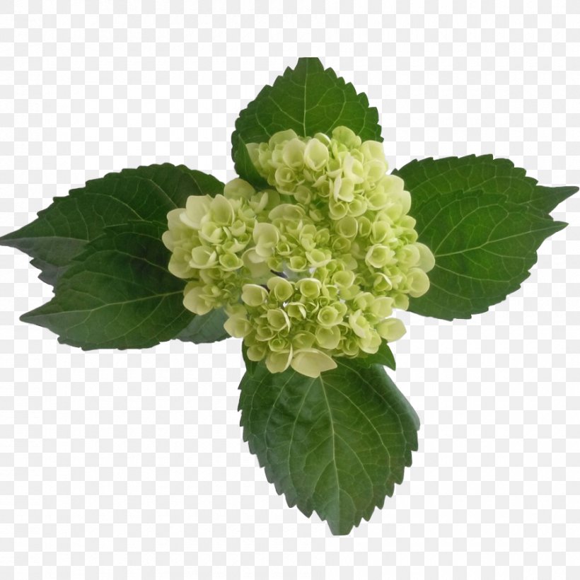 Color Green Light Peach Hydrangea, PNG, 900x900px, Color, Colombia, Green, Hydrangea, Leaf Download Free