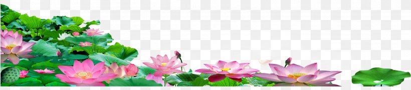 Download Google Images Floral Design Nelumbo Nucifera, PNG, 2271x500px, Google Images, Annual Plant, Flora, Floral Design, Floristry Download Free