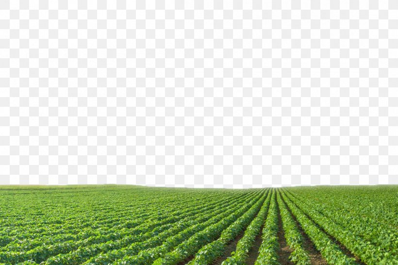 Growing Soybeans Agriculture Crop Green, PNG, 1100x733px, Growing Soybeans, Agriculture, Blue, Crop, Field Download Free