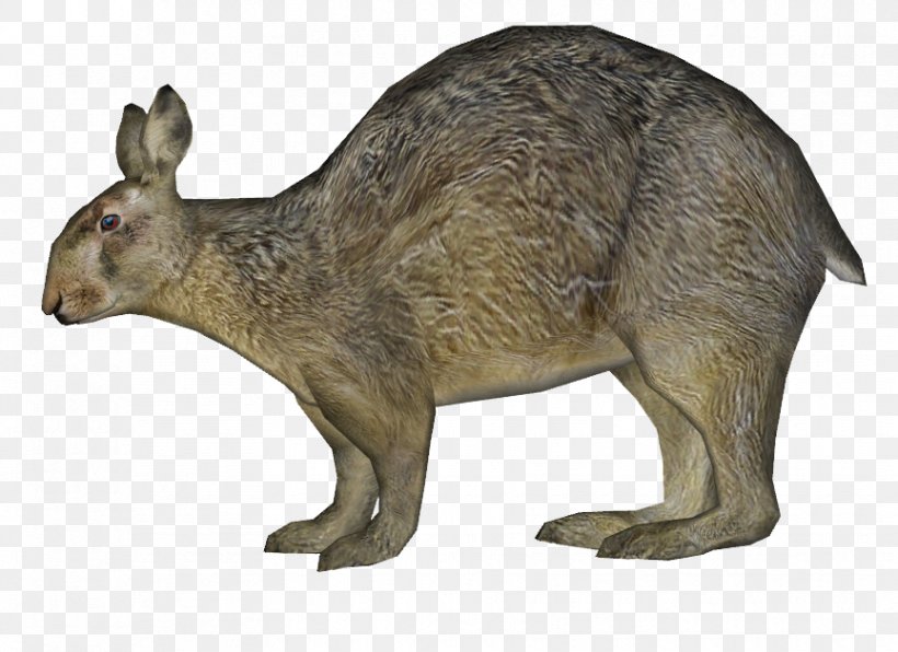 Kangaroo Hare Domestic Rabbit Wildlife, PNG, 864x629px, Kangaroo, Animal, Domestic Rabbit, Fauna, Hare Download Free