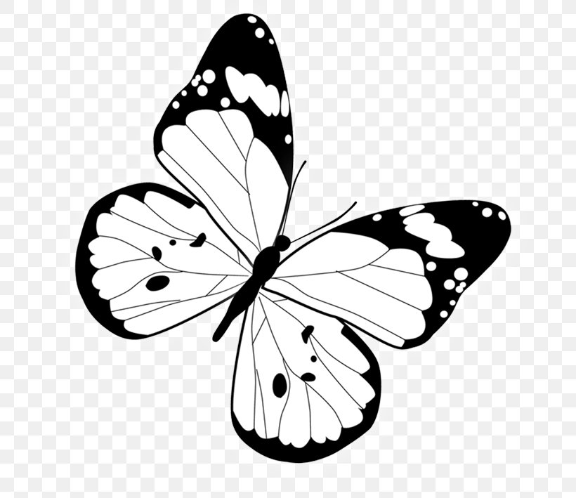 Butterfly, PNG, 709x709px, Butterfly, Arthropod, Black And White, Brush Footed Butterfly, Computer Graphics Download Free