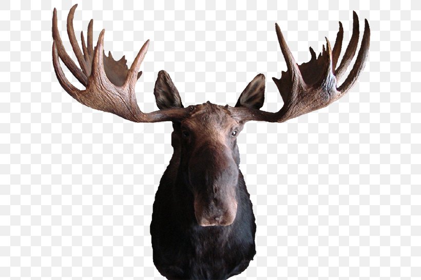 Moose Deer Elk Antler Pronghorn, PNG, 650x546px, Moose, Antler, Arizona, Az Wildlife Creations, Biggame Hunting Download Free