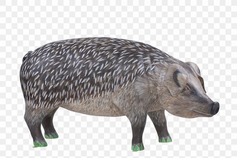 Wild Boar Hedgehog Peccary Mammal Squirrel, PNG, 1021x680px, Wild Boar, Animal, Animal Figure, Armadillo, Douglas Squirrel Download Free