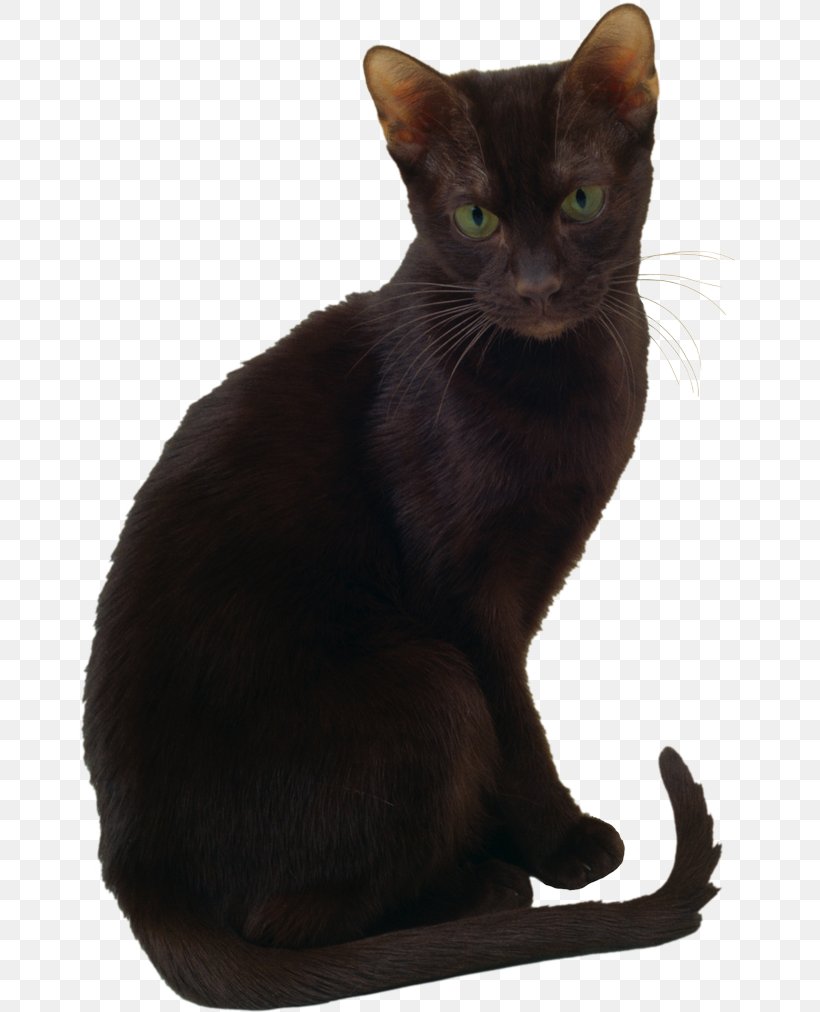 Bombay Cat Korat Havana Brown Oriental Shorthair Burmese Cat, PNG, 670x1012px, Bombay Cat, Asian, Black Cat, Bombay, Burmese Download Free