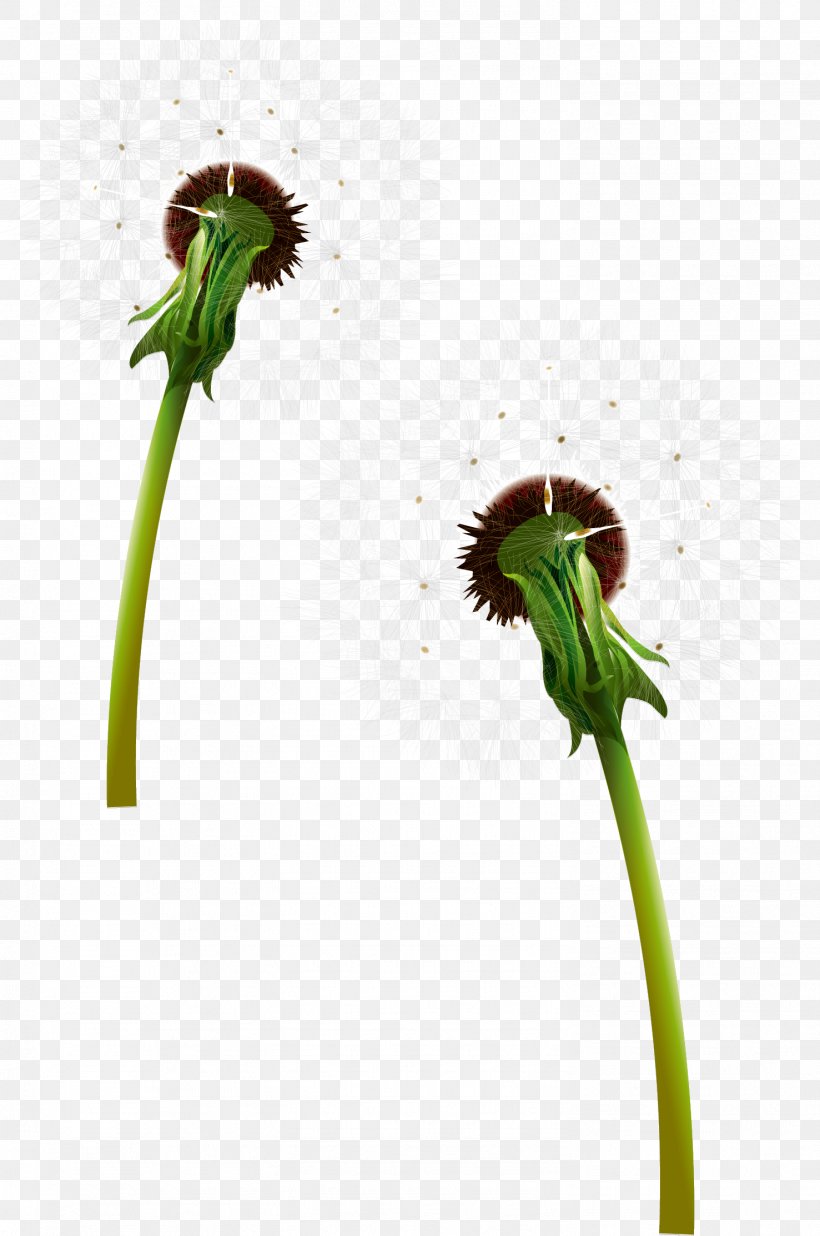 Dandelion Euclidean Vector Flower, PNG, 1477x2228px, Dandelion, Cdr, Flora, Flower, Grass Download Free