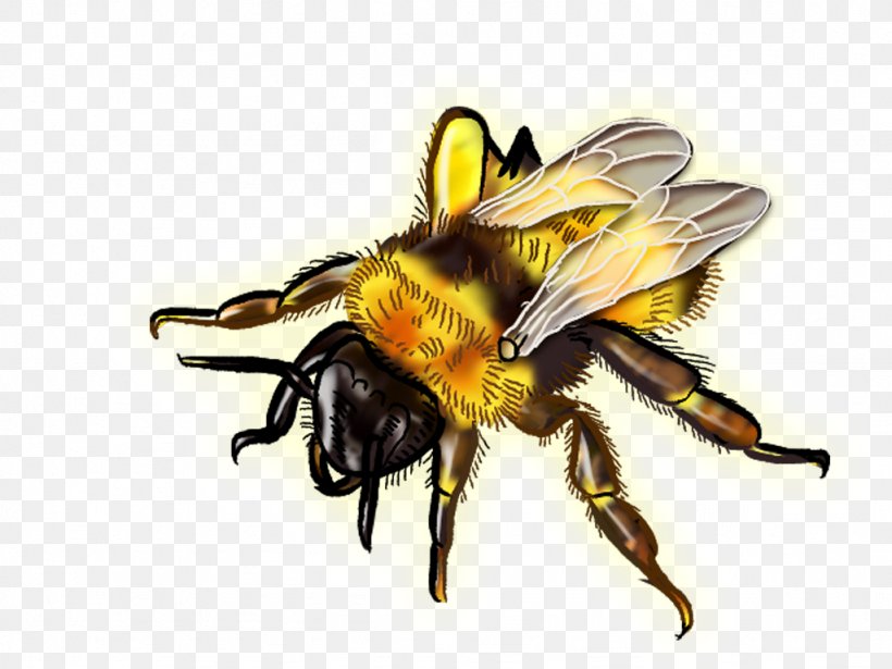 Honey Bee Wasp Pest Hornet, PNG, 1024x768px, Bee, Animal, Arthropod, Bumblebee, Company Download Free