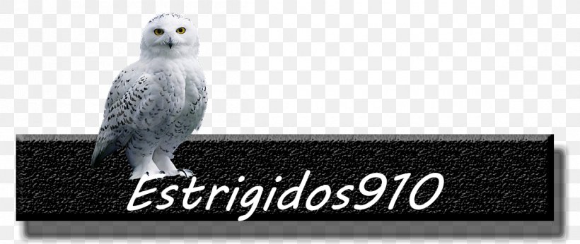 Owl Beak Font, PNG, 1200x507px, Owl, Beak, Bird, Bird Of Prey, Fauna Download Free
