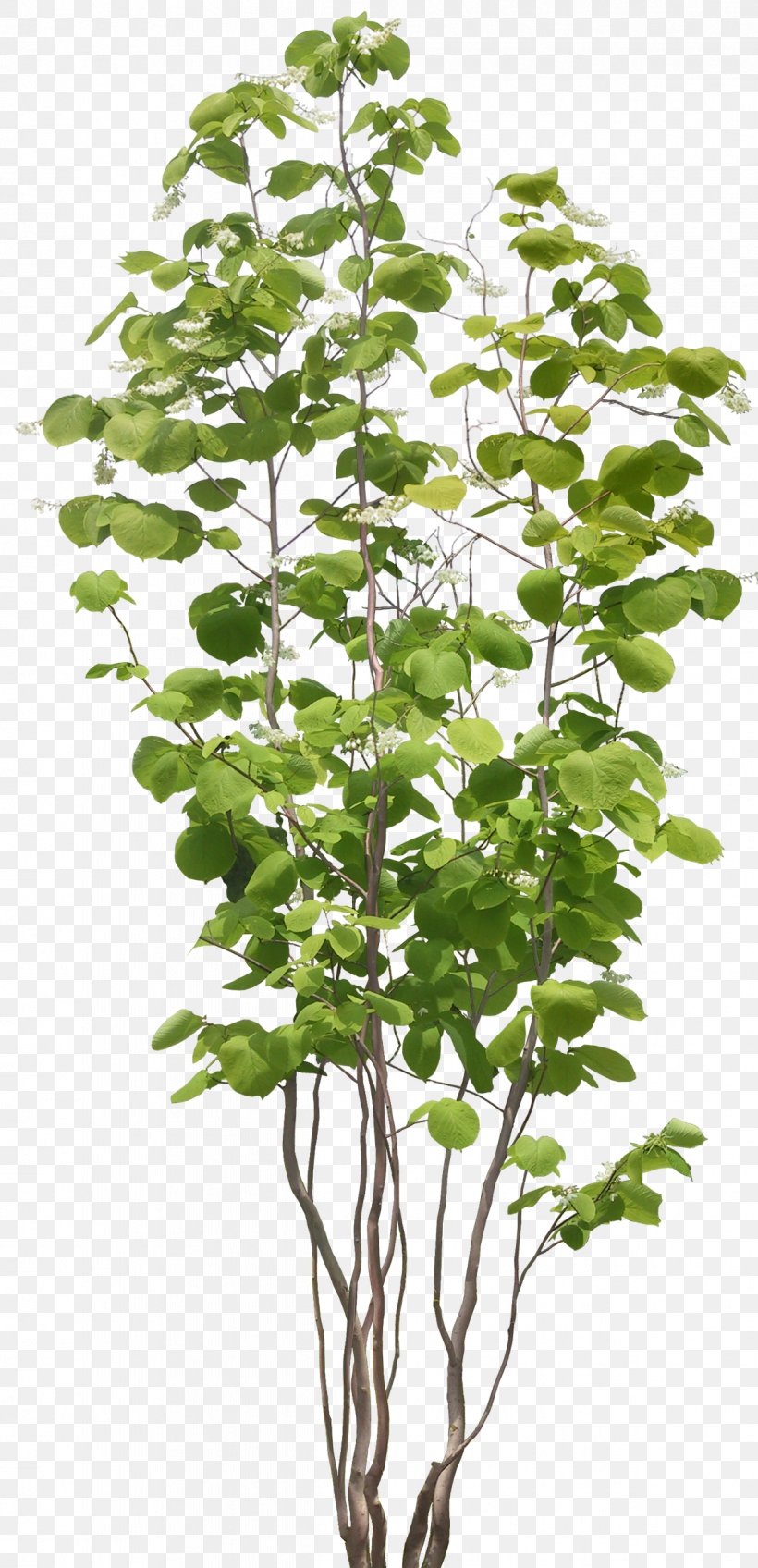 Populus Nigra Tree Plant, PNG, 1214x2512px, 3d Computer Graphics, Populus Nigra, Branch, Computer Graphics, Cottonwood Download Free