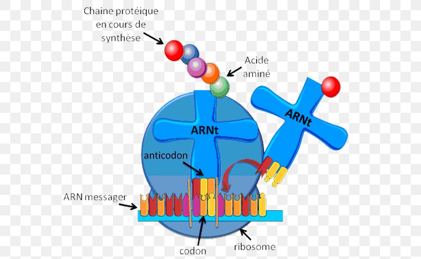 Transfer RNA Ribosome Messenger RNA Ribosomal RNA, PNG, 600x505px, Watercolor, Cartoon, Flower, Frame, Heart Download Free