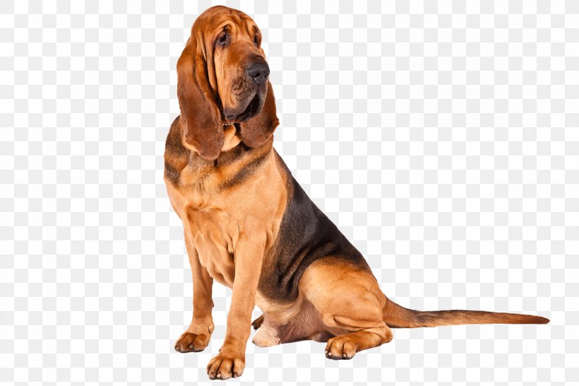 Bloodhound Basset Hound Maltese Dog Puppy Bedlington Terrier, PNG, 1170x780px, Bloodhound, American Kennel Club, Animal, Basset Hound, Bedlington Terrier Download Free