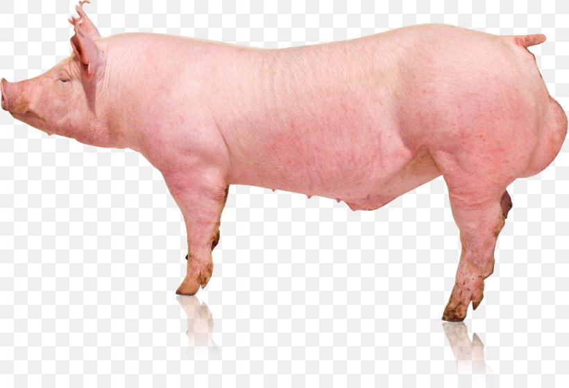 Domestic Pig Pig's Ear Verraco Genetics, PNG, 1024x700px, Domestic Pig, Business, Cattle Like Mammal, Empresa, Genetics Download Free