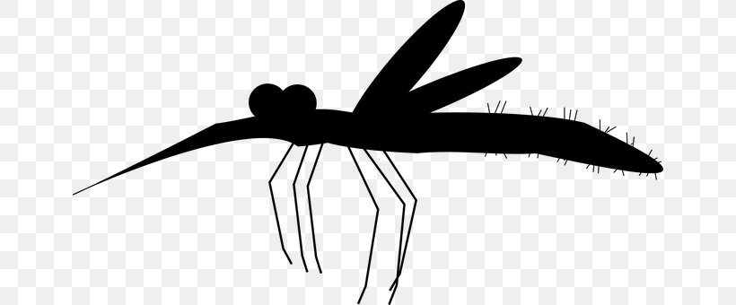 Mosquito Aedes Albopictus Zika Virus, PNG, 658x340px, Mosquito, Aedes Albopictus, Black And White, Blood, Drawing Download Free