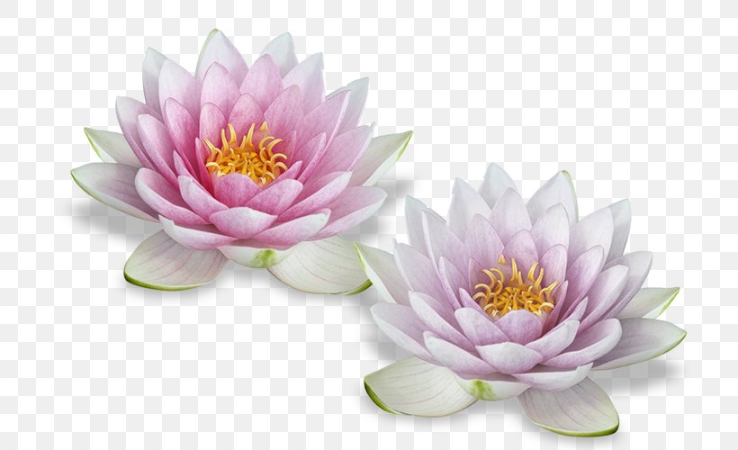 Nelumbo Nucifera Egyptian Lotus Flower, PNG, 717x500px, Nelumbo Nucifera, Aquatic Plant, Egyptian Lotus, Floristry, Flower Download Free