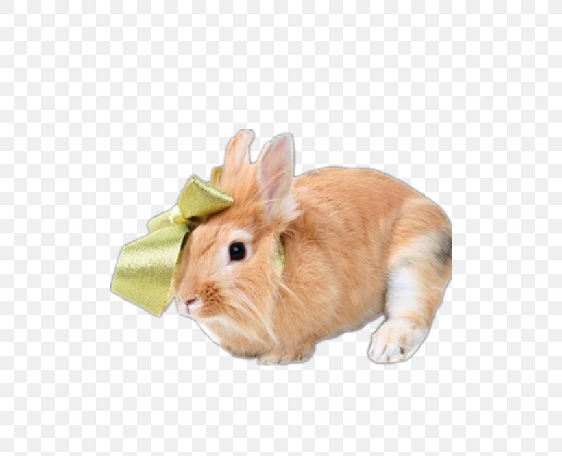 Netherland Dwarf Rabbit Holland Lop Dutch Rabbit, PNG, 500x666px, Netherland Dwarf Rabbit, Animal, Domestic Rabbit, Dutch Rabbit, Fauna Download Free