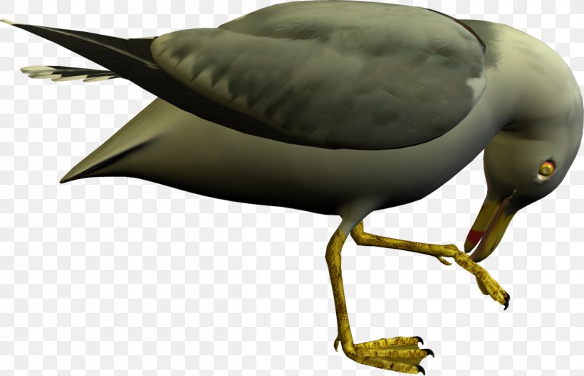 Beak Ducks, Geese And Swans Goose Cygnini, PNG, 1200x775px, Beak, Bird, Cygnini, Duck, Ducks Download Free