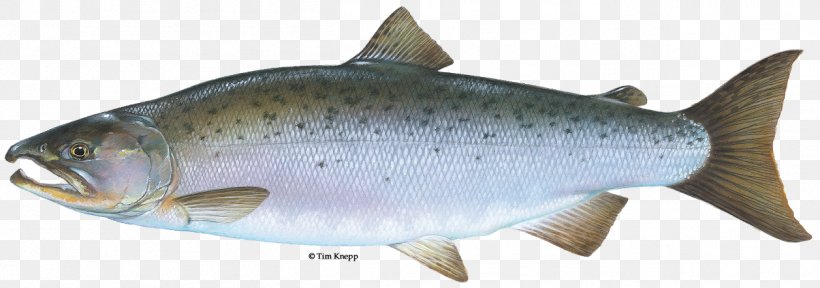 Coho Salmon Chinook Salmon Rainbow Trout Brook Trout, PNG, 1256x442px, Coho Salmon, Animal Figure, Atlantic Salmon, Brook Trout, Brown Trout Download Free