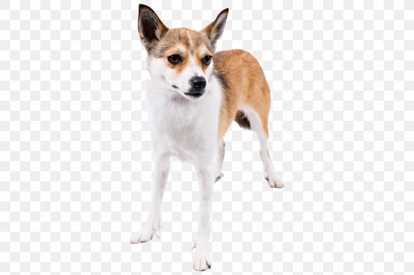 Dog Breed Norwegian Lundehund Toy Fox Terrier Tenterfield Terrier Puppy, PNG, 1152x768px, Dog Breed, Breed, Carnivoran, Companion Dog, Dog Download Free