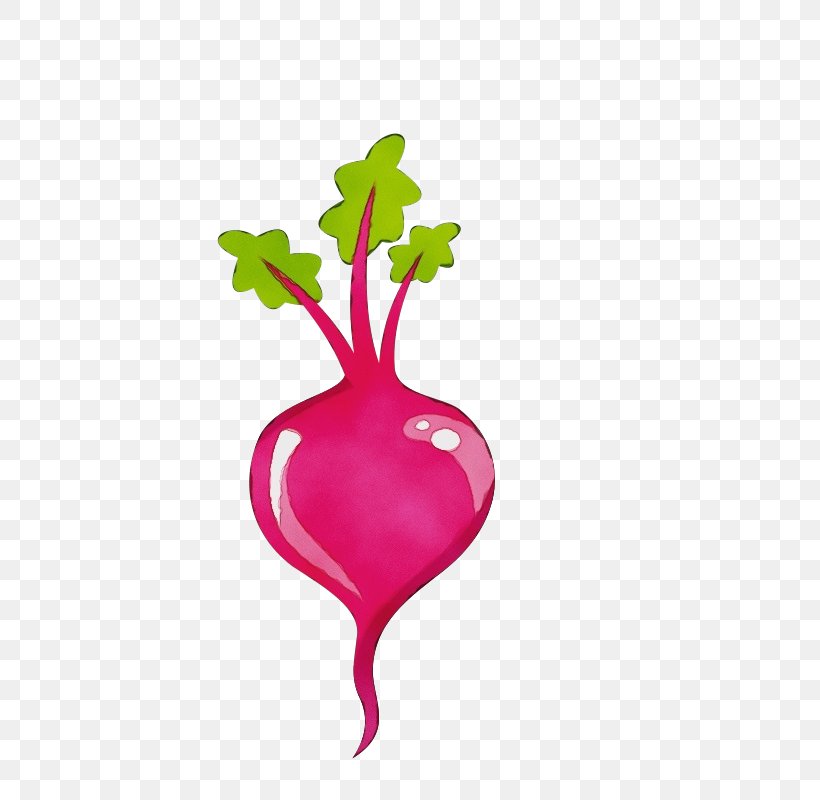 Radish Beetroot Beet Turnip Vegetable, PNG, 566x800px, Watercolor, Beet, Beetroot, Magenta, Paint Download Free