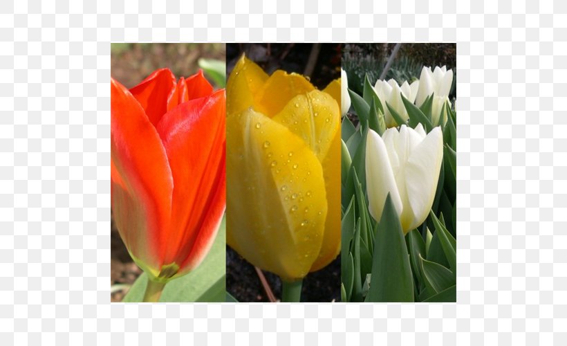 Tulip Floristry Petal, PNG, 500x500px, Tulip, Floristry, Flower, Flowering Plant, Lily Family Download Free