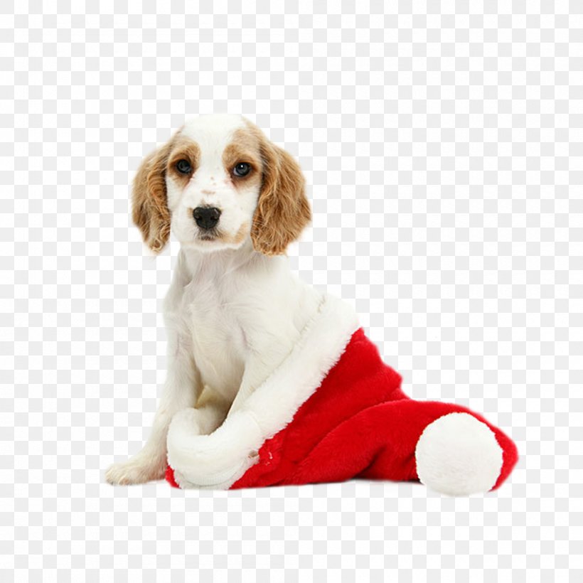 Cavalier King Charles Spaniel English Cocker Spaniel Puppy Kitten Christmas, PNG, 1000x1000px, American Cocker Spaniel, Canidae, Carnivoran, Cavalier King Charles Spaniel, Christmas Download Free