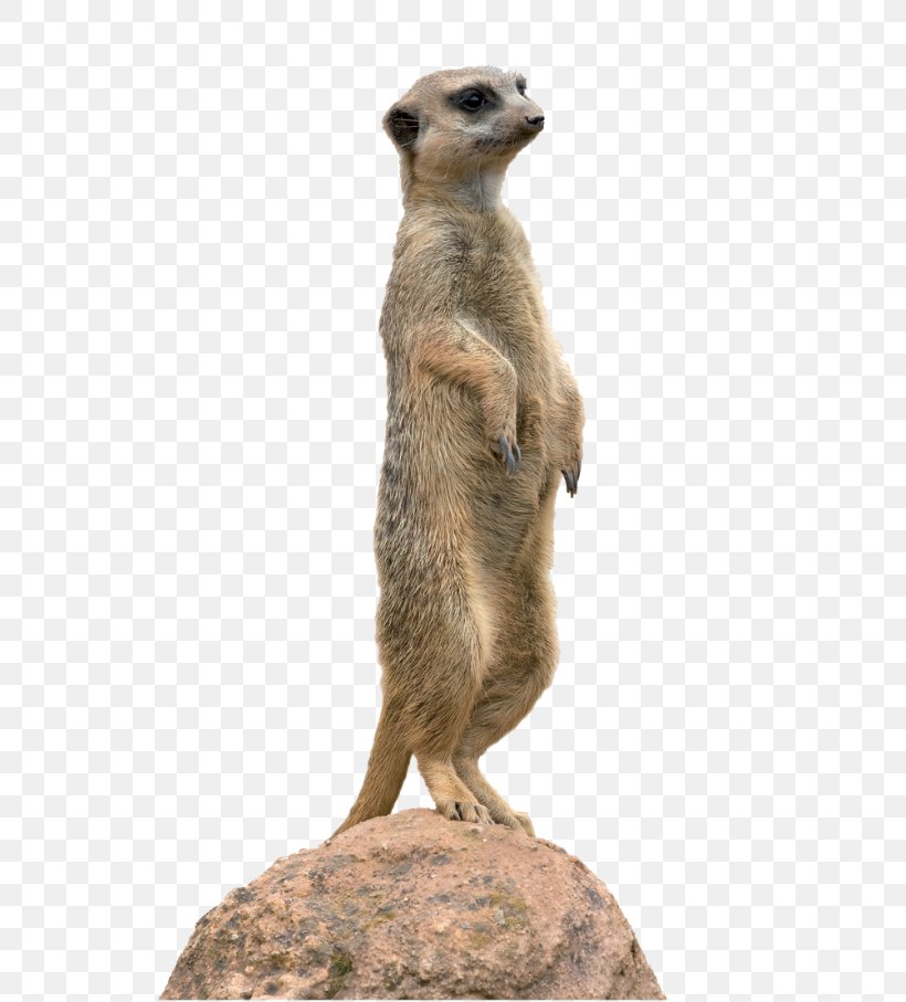 Meerkat Animal Mongoose Clip Art, PNG, 634x907px, Meerkat, Animal, Carnivoran, Carnivore, Fauna Download Free