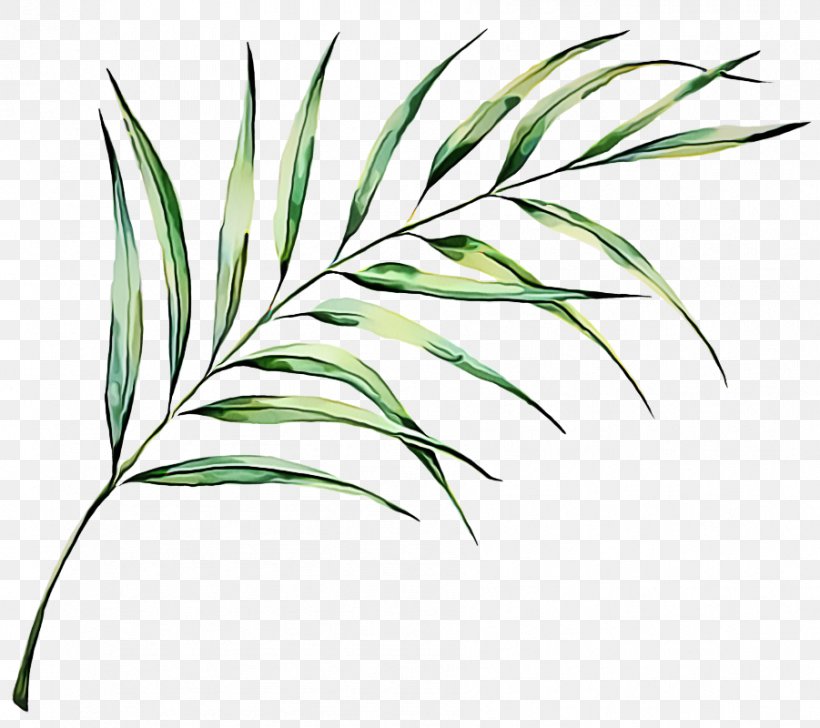 Plant Grass Leaf Grass Family Terrestrial Plant, PNG, 901x800px, Plant, Flower, Flowering Plant, Grass, Grass Family Download Free
