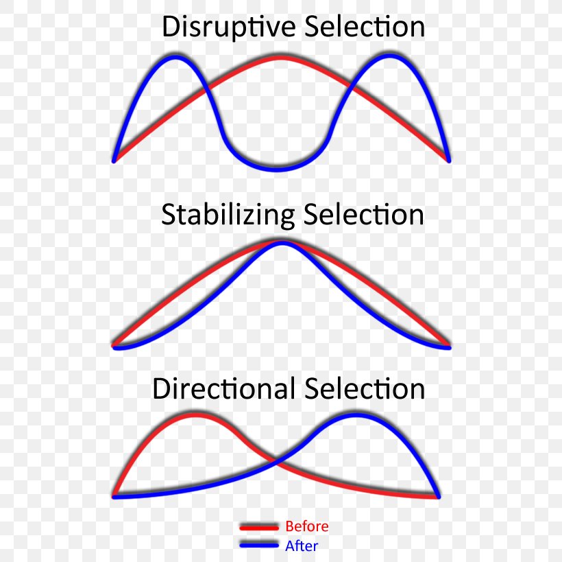 Stabilizing Selection Directional Selection Disruptive Selection Natural Selection Phenotype, PNG, 514x819px, Stabilizing Selection, Allele, Area, Balancing Selection, Diagram Download Free