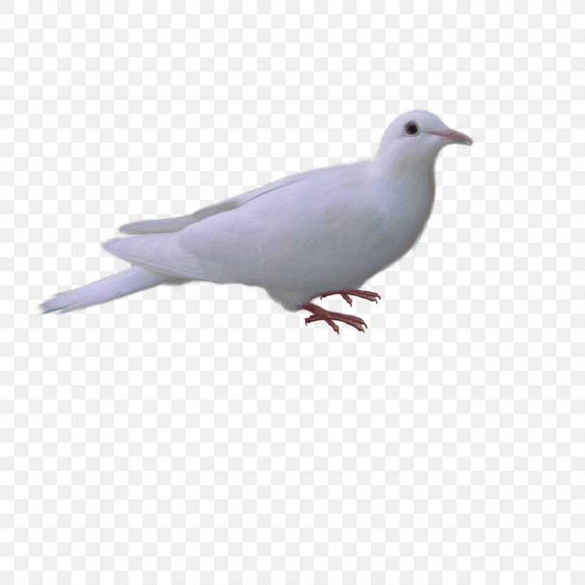 Stock Dove Domestic Pigeon Fauna Beak Feather, PNG, 1280x1280px, Stock Dove, Beak, Bird, Domestic Pigeon, Fauna Download Free