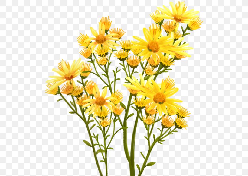 Chrysanthemum Nosegay Flower Bouquet, PNG, 526x584px, Chrysanthemum, Chrysanths, Cut Flowers, Daisy, Daisy Family Download Free