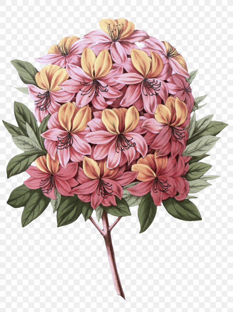 Flower Plant Pink Petal Cut Flowers, PNG, 2248x3000px, Flower, Cut Flowers, Perennial Plant, Petal, Pink Download Free