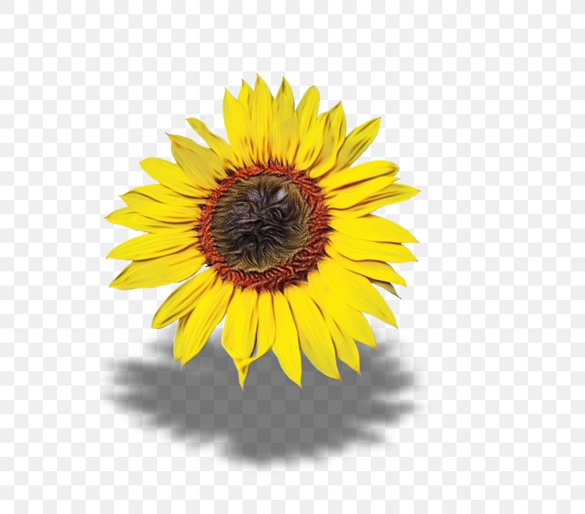 Sunflower, PNG, 540x720px, Watercolor, Asterales, Flower, Flowering Plant, Paint Download Free