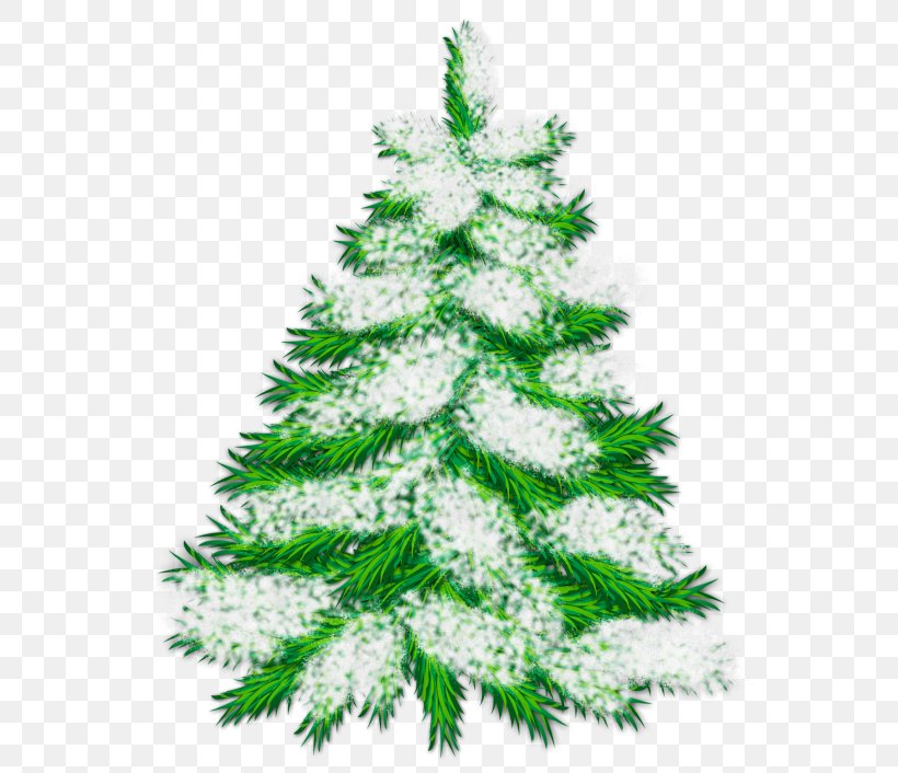 Tree Clip Art, PNG, 559x706px, Tree, Bing, Branch, Christmas, Christmas Decoration Download Free