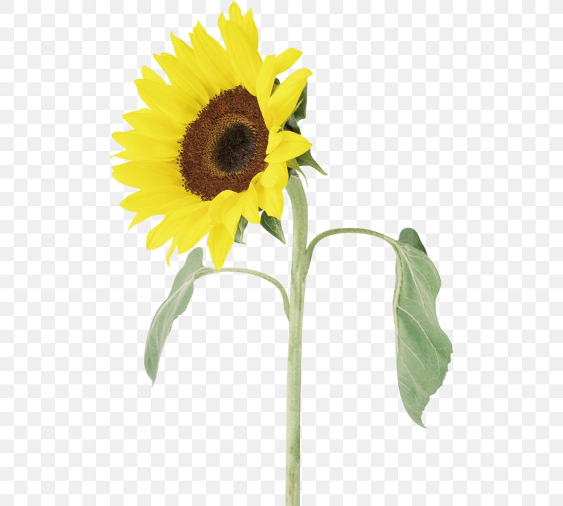 Common Sunflower Sunflower Seed Clip Art, PNG, 500x737px, Common Sunflower, Cut Flowers, Daisy Family, Flower, Flowering Plant Download Free