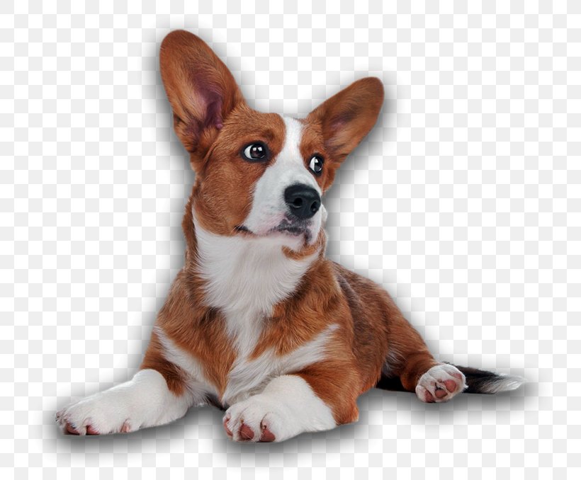 Puppy Dog Cat Toilet Training Pet, PNG, 800x678px, Puppy, Cardigan Welsh Corgi, Carnivoran, Cat, Companion Dog Download Free