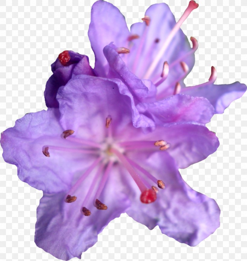 Purple Flower Violet Clip Art, PNG, 870x919px, Purple, Blue, Color, Cut Flowers, Flower Download Free