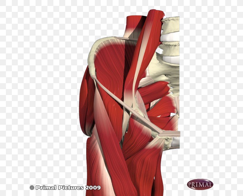 Muscles Of The Hip Pectineus Muscle Anatomy, PNG, 660x660px, Watercolor, Cartoon, Flower, Frame, Heart Download Free