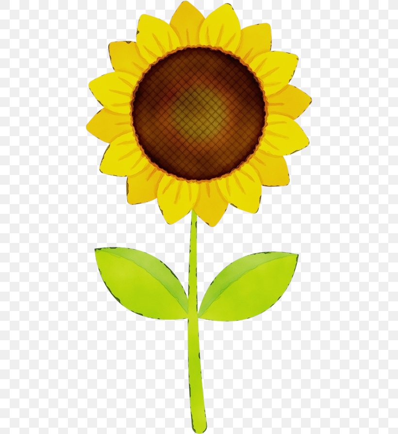 Sunflower, PNG, 468x893px, Watercolor, Cooking Oil, Flower, Flowering Plant, Paint Download Free
