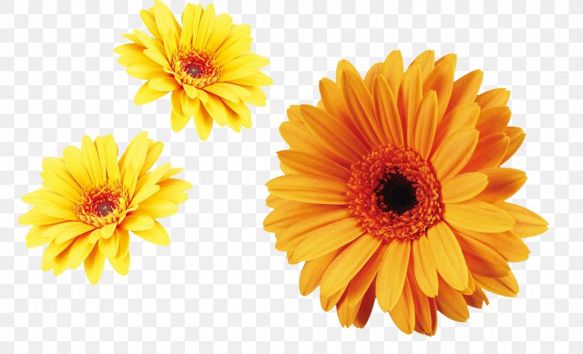 Flower Carnation Chrysanthemum Xd7grandiflorum Transvaal Daisy Plant, PNG, 3387x2058px, Flower, Calendula, Carnation, Chrysanthemum, Chrysanthemum Xd7grandiflorum Download Free