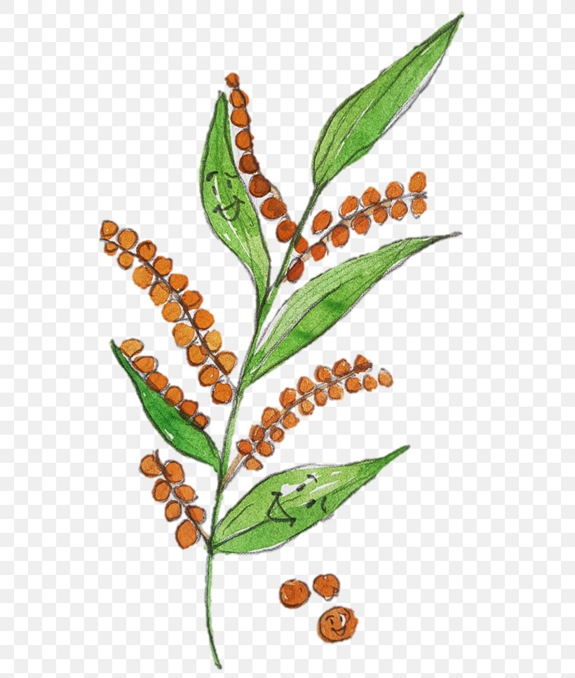 Leaf Plant Stem Herbalism Tree, PNG, 536x967px, Leaf, Commodity, Herbalism, Organism, Plant Download Free