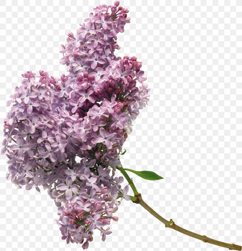 Lilac Flower Purple Clip Art, PNG, 1540x1600px, Lilac, Blog, Branch, Color, Cut Flowers Download Free