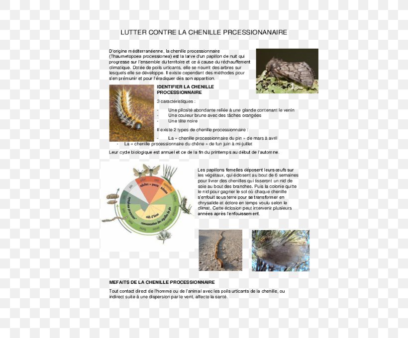 Saint-Georges-d'Orques Oak Processionary Caterpillar Pine Processionary Larva, PNG, 500x680px, Oak Processionary, Brochure, Butterflies And Moths, Caterpillar, Document Download Free