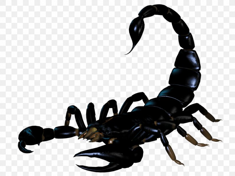 Scorpion BMP File Format, PNG, 1024x768px, 3d Computer Graphics, Scorpion, Animation, Arachnid, Arthropod Download Free