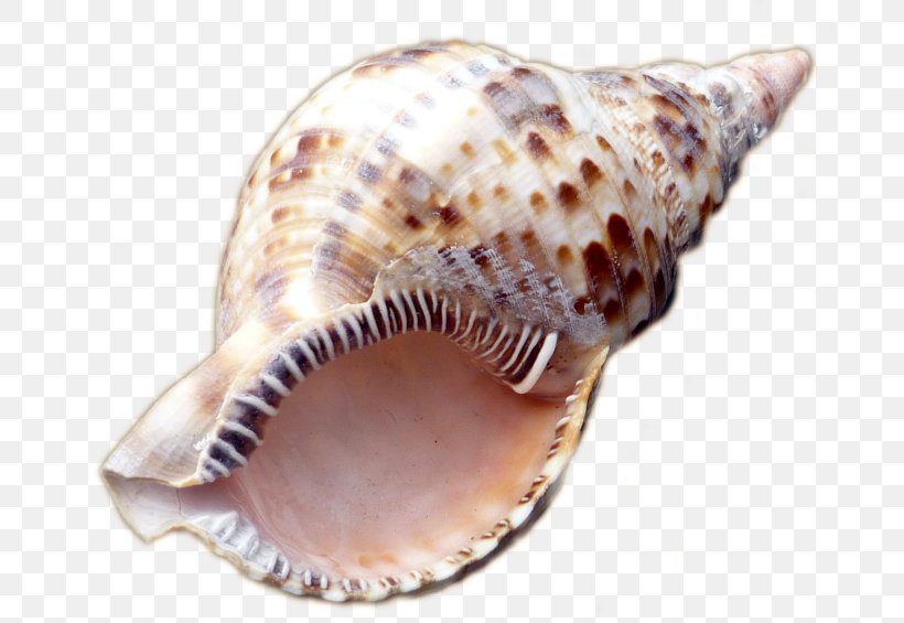 Sea Snail Conchology Seashell, PNG, 694x565px, Sea Snail, Clams Oysters Mussels And Scallops, Cockle, Conch, Conchology Download Free