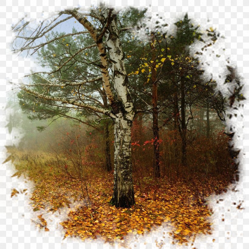Tree Trunk Drawing, PNG, 1200x1200px, Autumn, Adaptation, American Larch, Beech, Biome Download Free