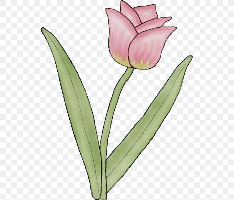 Tulip Cut Flowers Plant Stem Petal Leaf, PNG, 531x702px, Watercolor, Bud, Cut Flowers, Flower, Leaf Download Free