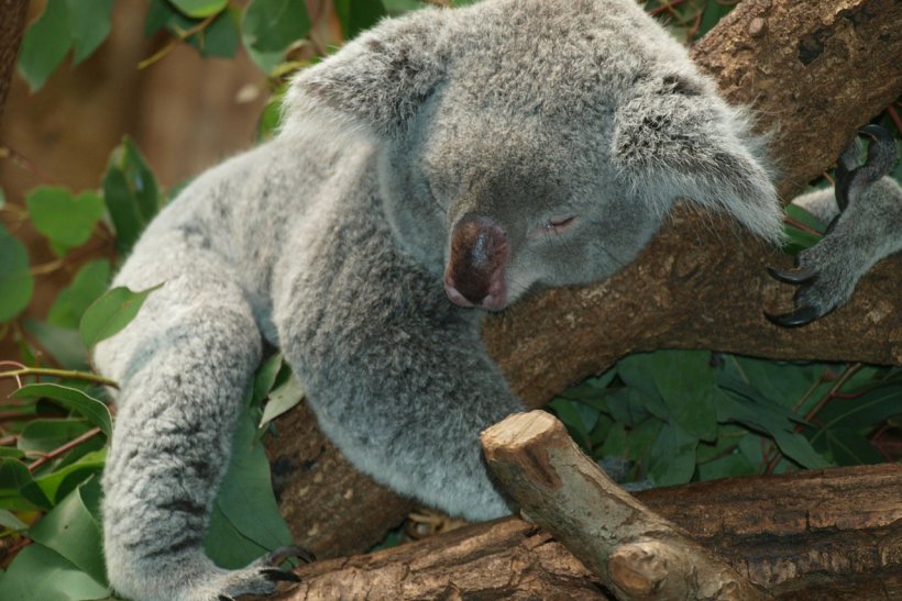 Australia Koala Bear Wombat, PNG, 1280x854px, Watercolor, Cartoon, Flower, Frame, Heart Download Free