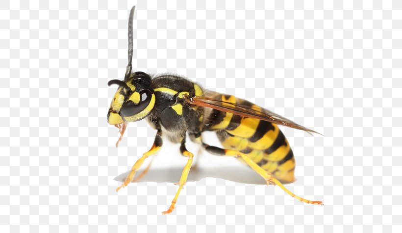 Bee Hornet Insect Wasp Cockroach, PNG, 600x477px, Bee, Arthropod, Cockroach, Common Wasp, Flea Download Free