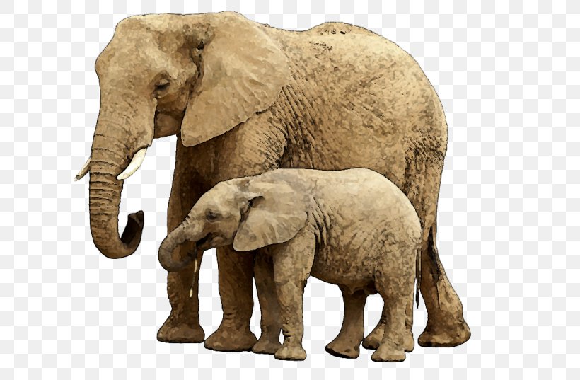 Elephant Child Stock Photography Clip Art, PNG, 640x537px, Elephant, African Elephant, Child, Elephants And Mammoths, Fauna Download Free